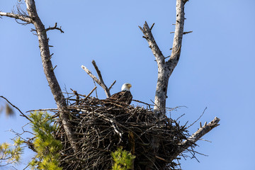 The Bald Eagle, female on the nest