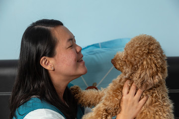 Asia Chinese Pregnant woman sitting with puppy Toy poodle at room. Pregnant woman with her dog at Room. Lying dog with his head on legs pregnant moms