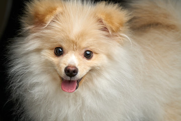 Cream color fluffy pomeranian spitz puppy dog against black background in studio