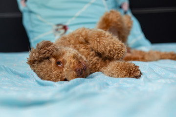 Joyful Toy poodle Puppy Sleeping Laying in Human Bed