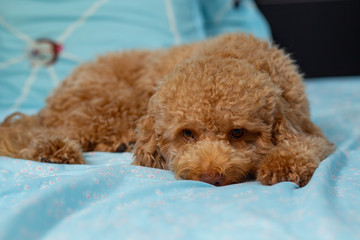 Joyful Toy poodle Puppy Sleeping Laying in Human Bed