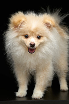 Cream color fluffy pomeranian spitz puppy dog standing full length portrait against black background in studio