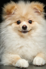 Cream color fluffy pomeranian spitz puppy dog against black background in studio