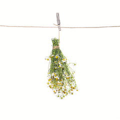Bunch of chamomile flowers tied hanging on a rope isolated on white
