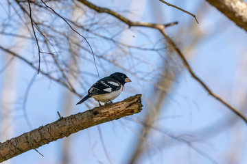 Rose-breasted Grosbeak . Natural scene from Wisconsin,USA