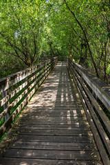 Boardwalk trail through a canopy of deciduous trees, dappled sun
