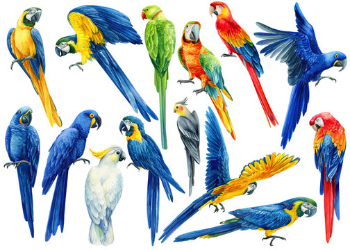 large set of hand-drawn watercolor tropical birds, parrots on an isolated transparent background, watercolor illustration