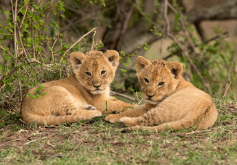 Fototapeta na wymiar Portrait of Lion cubs at Masai Mara grassland, Kenya