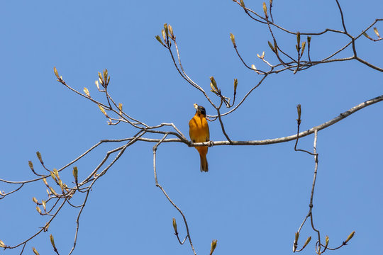 The Baltimore oriole (Icterus galbula) is a small blackbird  in eastern North America .Natural scene from Wisconsin state park.
