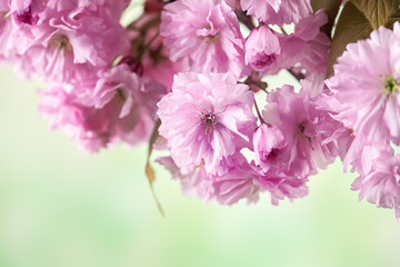 Close up of cherry blossom, sakura flowers on defocused background