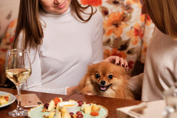 female friends hugging the small cute ginger dog in between them in cafe on a happy day. beautiful girls with pets sitting with wine in restaurant.
