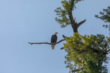 The Bald Eagle, female sitting near the nest