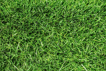 Fresh green grass top view