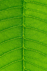 abstract green leaf texture, nature background, tropical leaf