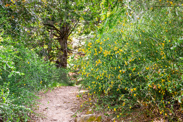 English Broom (Cytisus scoparius) blooming on the trails of Santa Cruz Mountains, California; English Broom, of European origins, has become highly invasive in parts of North America