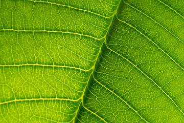 abstract green leaf texture, nature background, tropical leaf