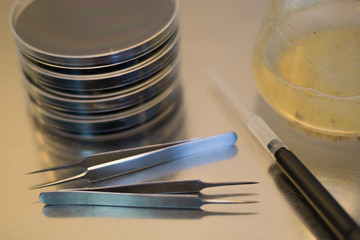 Material for a research in vitro experiment: petri dishes containing culture medium, forceps and...