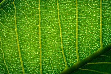 abstract green leaf texture, nature background, tropical leaf