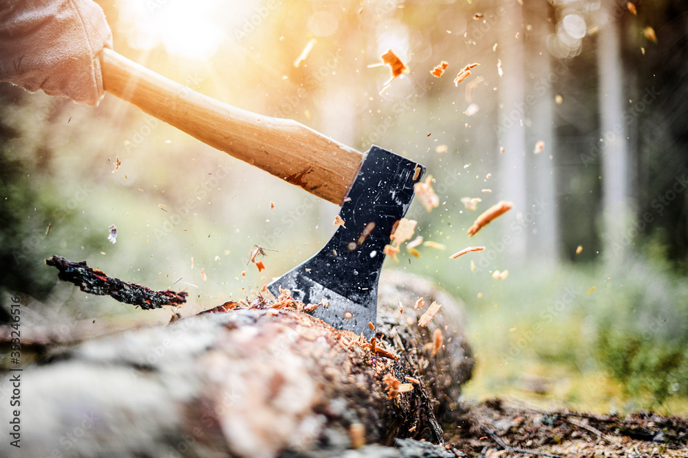 Wall mural lumberjack in checkered shirt chops tree in deep forest with sharp ax, detail of axe,