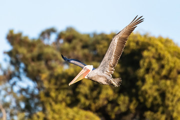 Brown Pelican