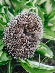 The little hedgehog curled into a ball. Lies on beautiful leaves. Green and white. Frame on top. The nose and paws are visible. The background is green.wild animals © Margarita Kaprize