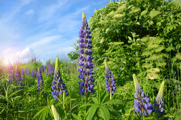 beautiful blue flowers on a lupine field and sun glare