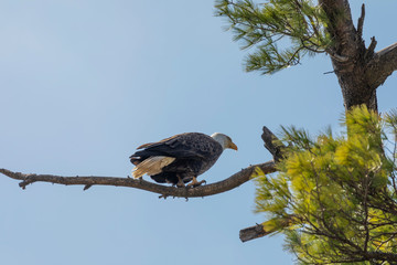 The Bald Eagle, female sitting near the nest