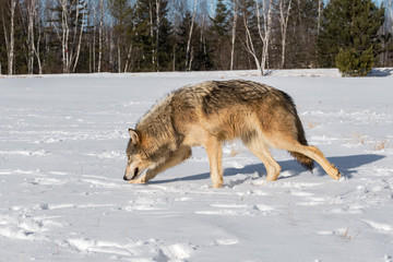 Grey Wolf (Canis lupus) Walks Left Nose to Ground Through Field Winter