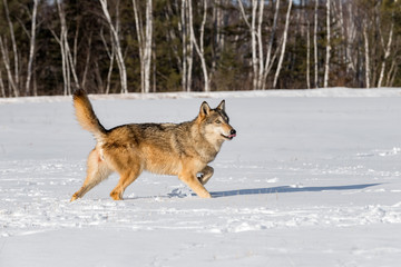 Fototapeta na wymiar Grey Wolf (Canis lupus) Trots Right Through Field Tail Held High Winter
