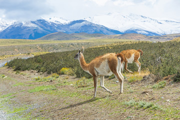 Curious guanaco lama on the road