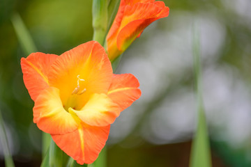 Fototapeta premium Gladiolus 'Sunshine' with bright and colorful yellow and orange flowers in the garden in sunny day, closeup