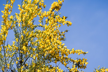 Scotch Broom; English Broom; Common Broom (Cytisus scoparius, Sarothamnus scoparius) in bloom; Santa Cruz Mountains, California