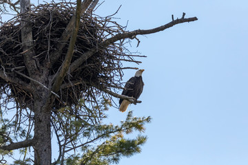 The Bald Eagle, female on the nest