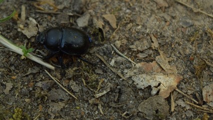 A black, shiny beetle roaming the forest litter on a spring afternoon.