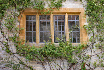 A climbing shrub grows in front of an old leaded window in an old English house.