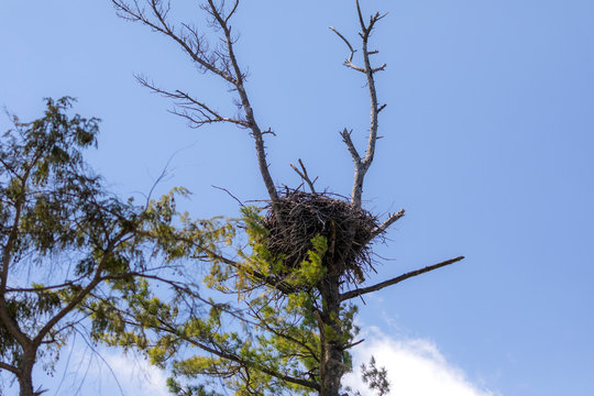 The Bald Eagle nest