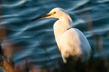Snowy Egret