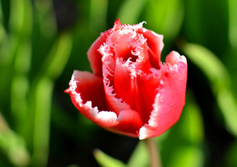 Czerwono biały tulipan z charakterem.
