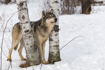 Grey Wolf (Canis lupus) Stands Front Paws Between Birch Trees Looking Up Winter