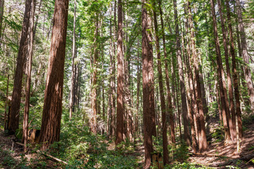 Sunlight illuminating a Coastal Redwood forest (Sequoia Sempervirens), Santa Cruz Mountains, California