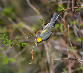Brewster's Warbler Foraging in Spring