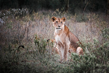 Fototapeta na wymiar Lioness among the grass of the African savannah in Masai Mara