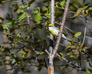 Brewster's Warbler on Tree Branch in Spring