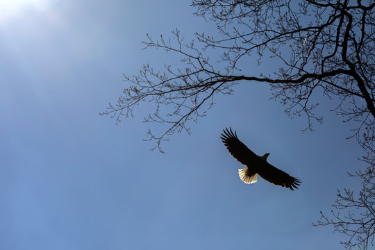 The Bald Eagle, female in flight near the nest
