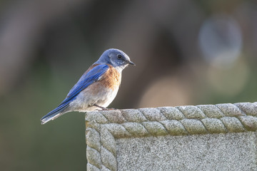 Western Bluebird