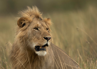 Obraz na płótnie Canvas Closeup of a subadult Lion at Masai Mara, Kenya