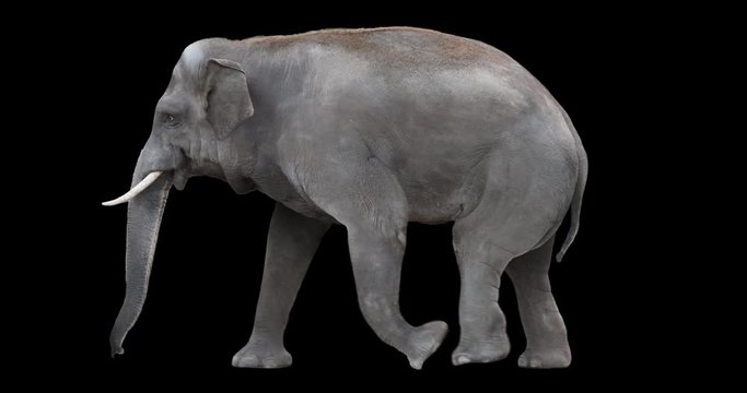 Indian elephant walking is realistic animation. Isolated Asian animal video including alpha channel allows to add background in post-production. Element for visual effects.