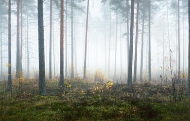Panoramic view of the misty autumn forest. Green grass, red and orange leaves on the ground, bushes, plants, tall mossy pine tree trunks close-up. Environmental conservation in Finland