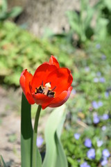 Tulipany wiosną