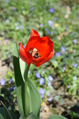 Tulipany wiosną